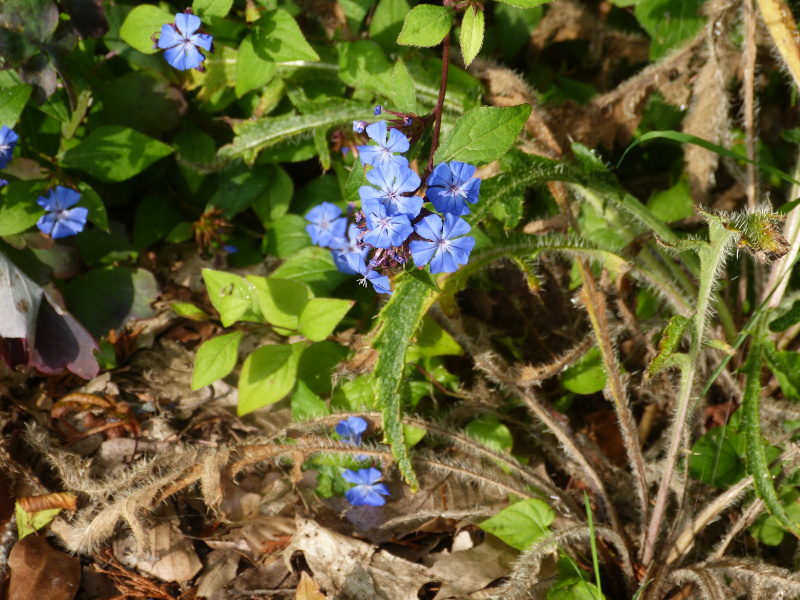 Ceratostigma willmottianum.JPG