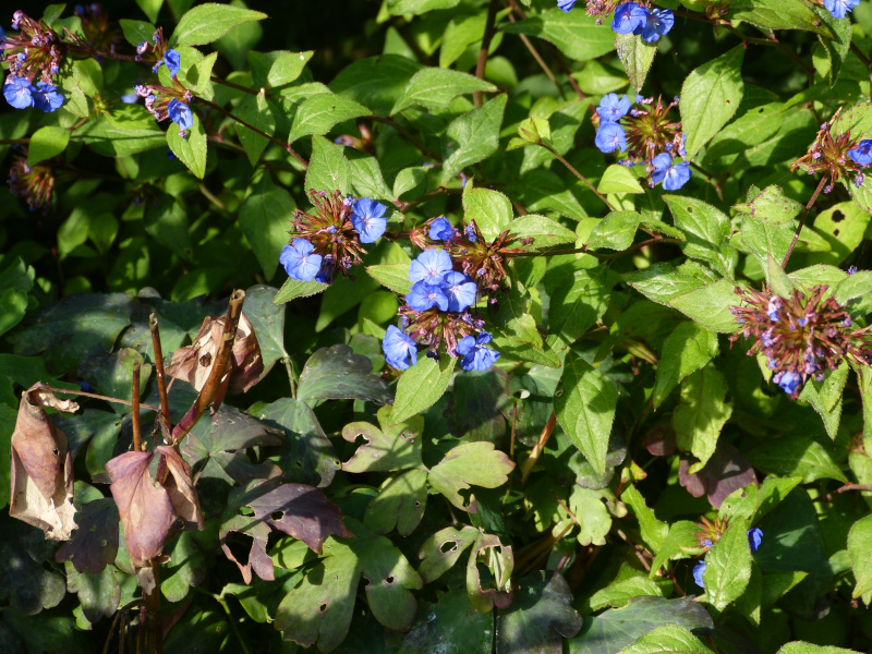 Ceratostigma willmottianum.JPG