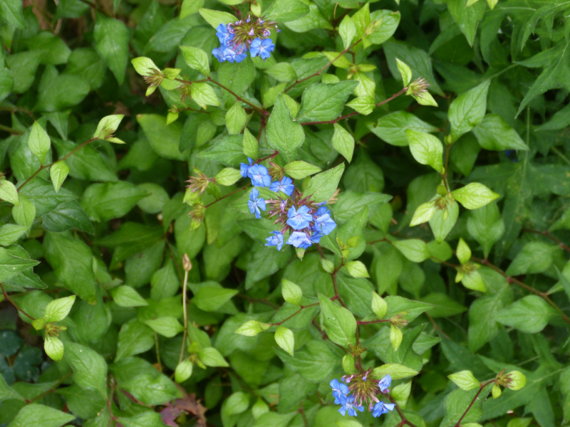 Ceratostigma willmottianum.JPG