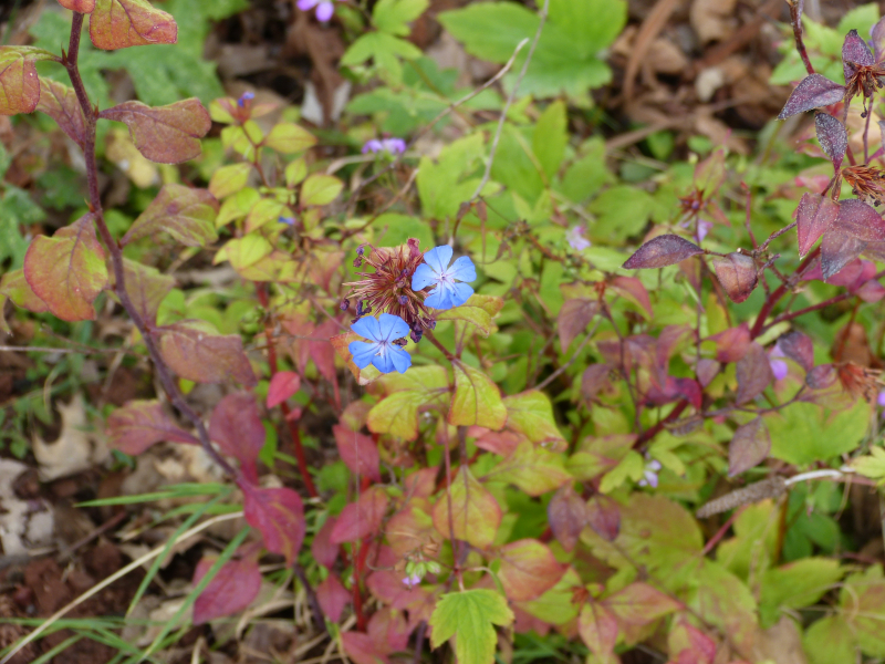 Ceratostigma willmottianum.JPG