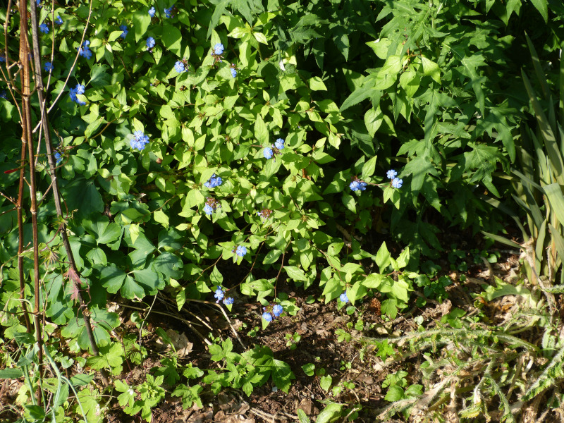 Ceratostigma willmottiianum.JPG