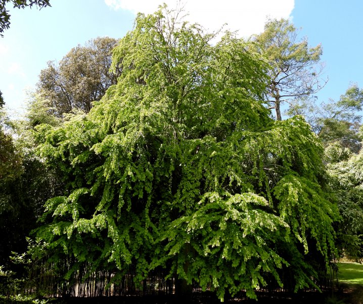 cercidiphyllum jap.JPG