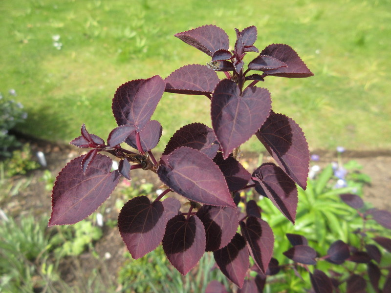 CERCIDIPHYLLUM  JAPONICA  ROTFUCHS 05-05-2020 14-14-48.JPG