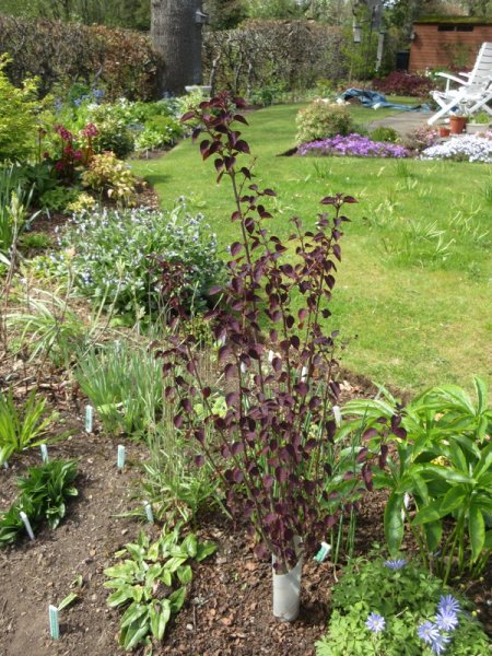 CERCIDIPHYLLUM  JAPONICA  ROTFUCHS 05-05-2020 14-15-38.JPG