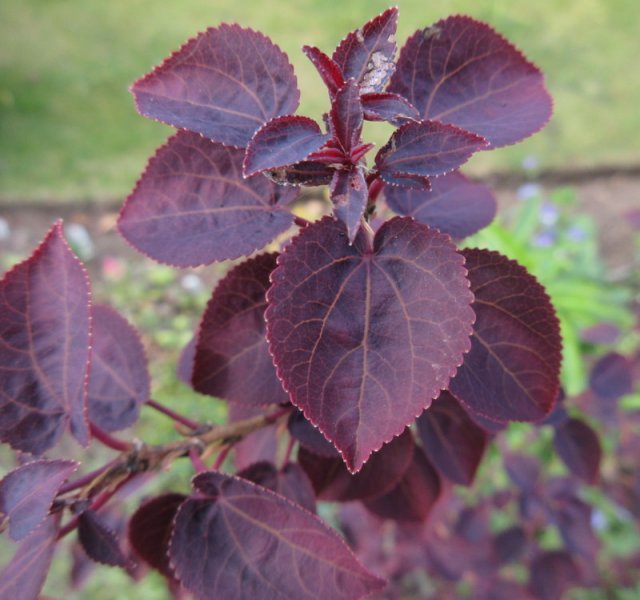 CERCIDIPHYLLUM  JAPONICA  ROTFUCHS 07-05-2020 16-41-33.JPG