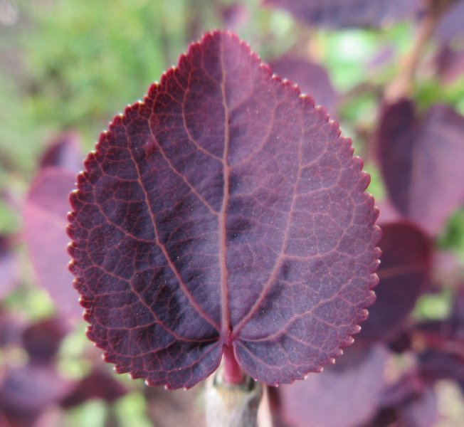CERCIDIPHYLLUM  JAPONICA  ROTFUCHS 07-05-2020 16-43-18.JPG