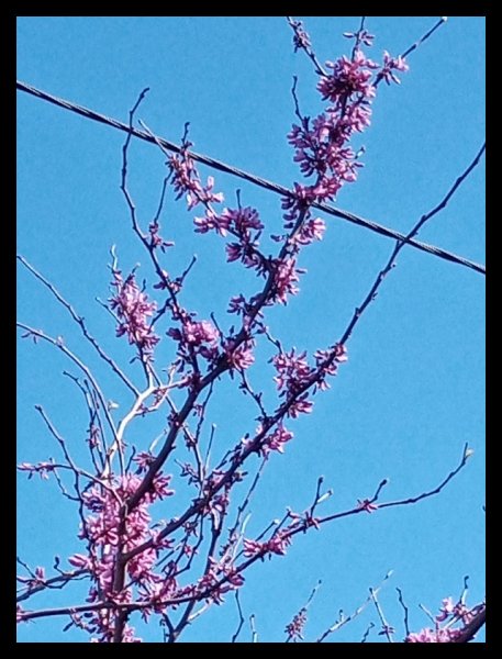 Cercis 10 Mar 21.jpg