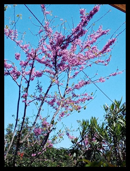 Cercis 21 Mar 21.jpg