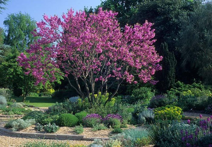 Cercis silijudas tree--Truly a tree for all seasons.jpg