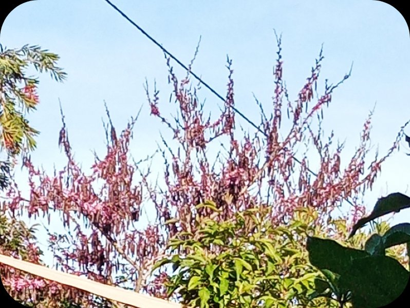 Cercis2 21 Feb 24.jpg