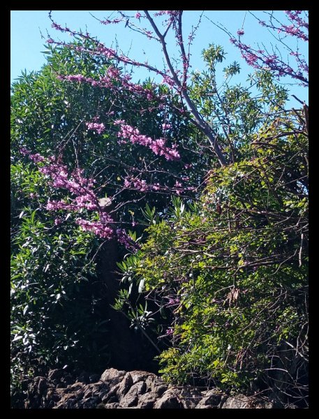 Cercis2v10 Mar 21.jpg