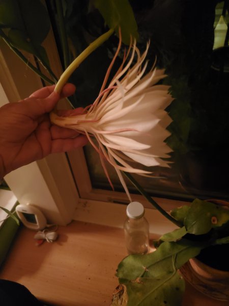cereus 1.jpg
