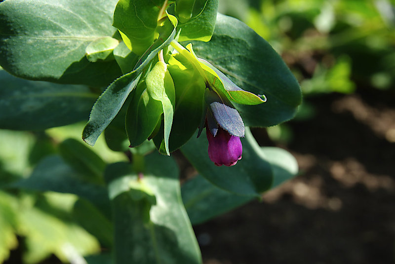 cerinthe.jpg