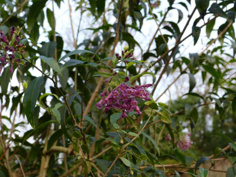 Cestrum Cretan Purple .JPG