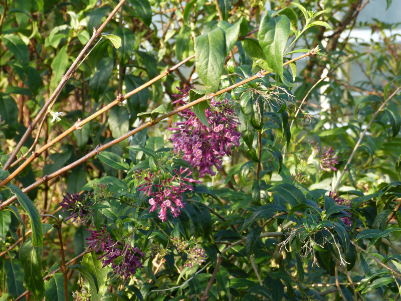 Cestrum cultum Cretan Purple 2.JPG
