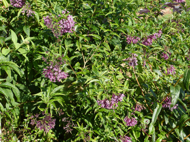 Cestrum cultum Cretan Purple.JPG