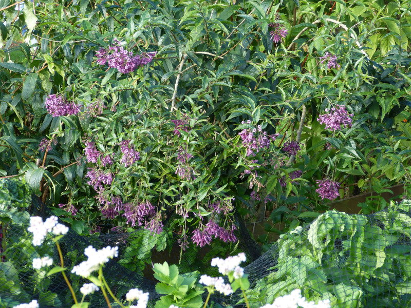 Cestrum cultum Cretan Purple.JPG