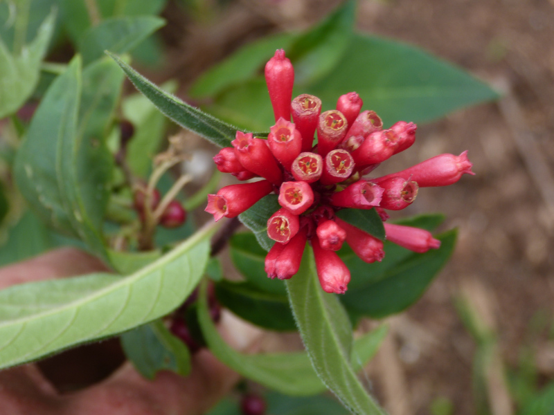 Cestrum elegans 1.JPG