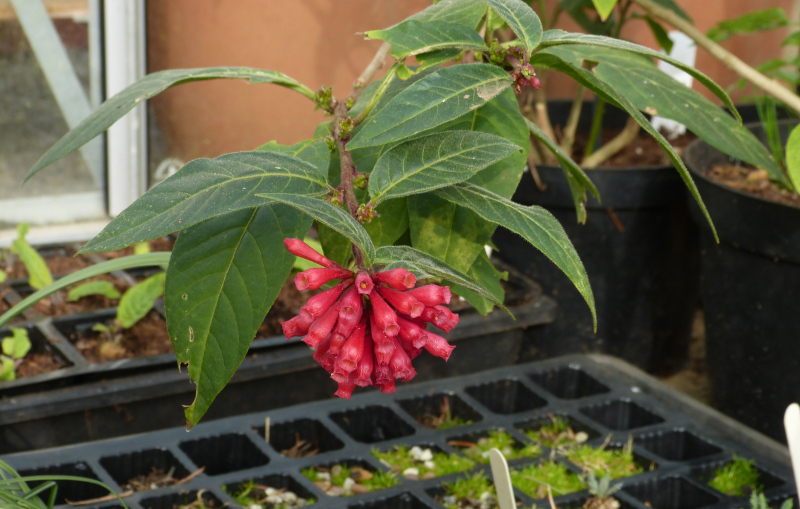 Cestrum elegans.JPG