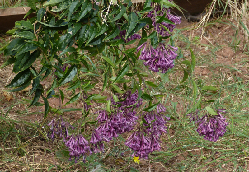 Cestrum parquii Cretan Purple.JPG