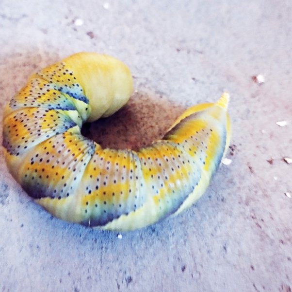 Ceterillar1 17 nov 25.jpg