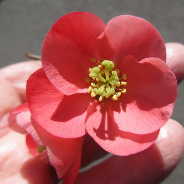 CHAENOMELES  CATHAYENSIS 22-04-2022 11-09-31.JPG