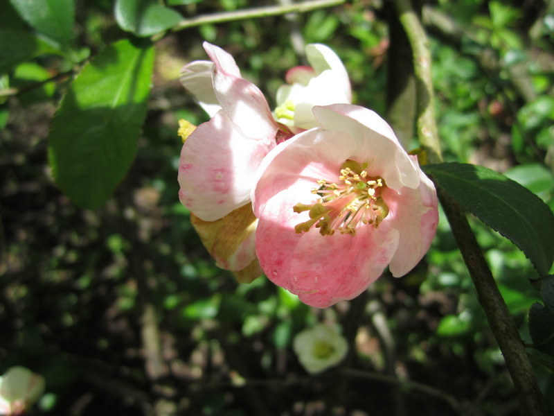 CHAENOMELES  SPECIOSA  MOERLOOSEI 13-05-2012 14-22-026.JPG