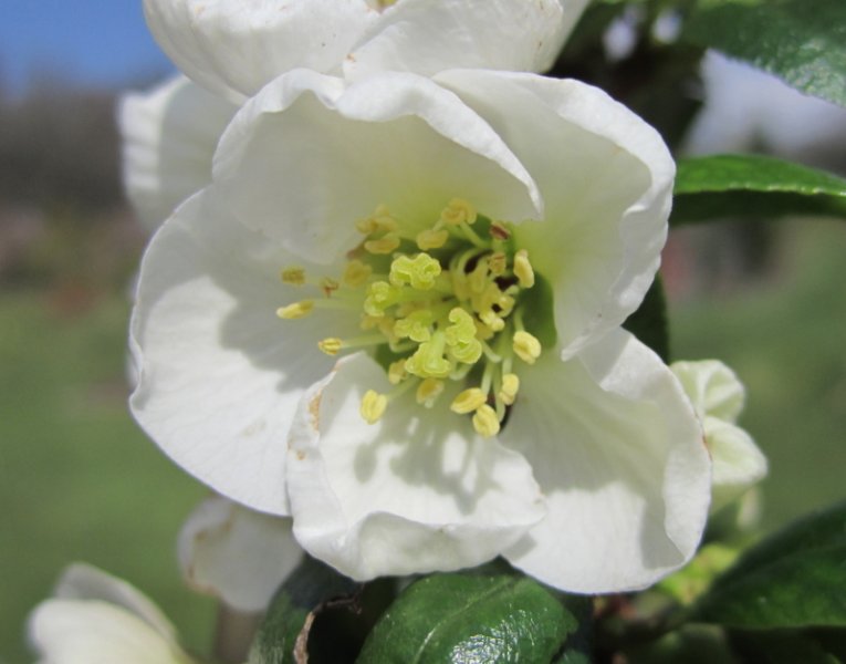 CHAENOMELES  SPECIOSA  NIVALIS 18-04-2010 11-31-35.jpg
