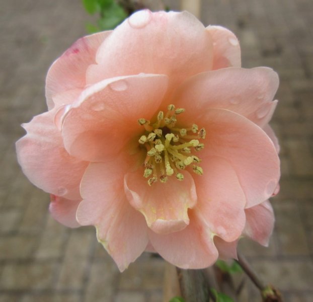 CHAENOMELES  SUPERBA  CAMEO 20-03-2024 13-12-51.JPG