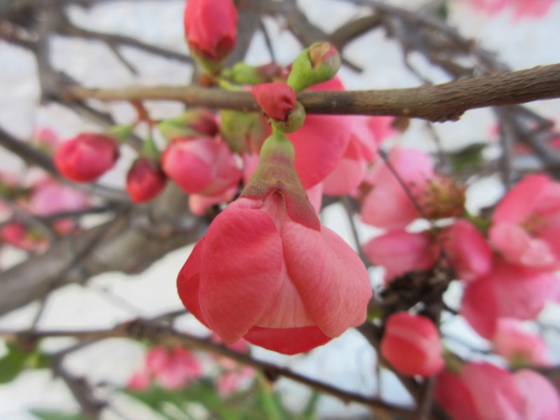 CHAENOMELES  SUPERBA  PINK  LADY 03-03-2020 11-52-46.JPG