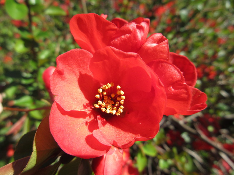 CHAENOMELES  X  SUPERBA  CRIMSON  AND  GOLD 01-04-2025 14-30-27.JPG