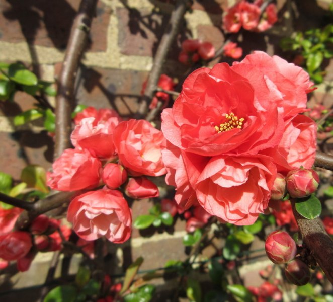 CHAENOMELES  XXX 01-04-2025 10-58-40.JPG