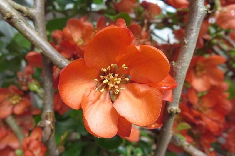 CHAENOMELES  XXX 01-05-2014 15-04-21.JPG
