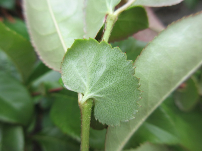 CHAENOMELES  XXX 07-07-2021 14-53-47.JPG