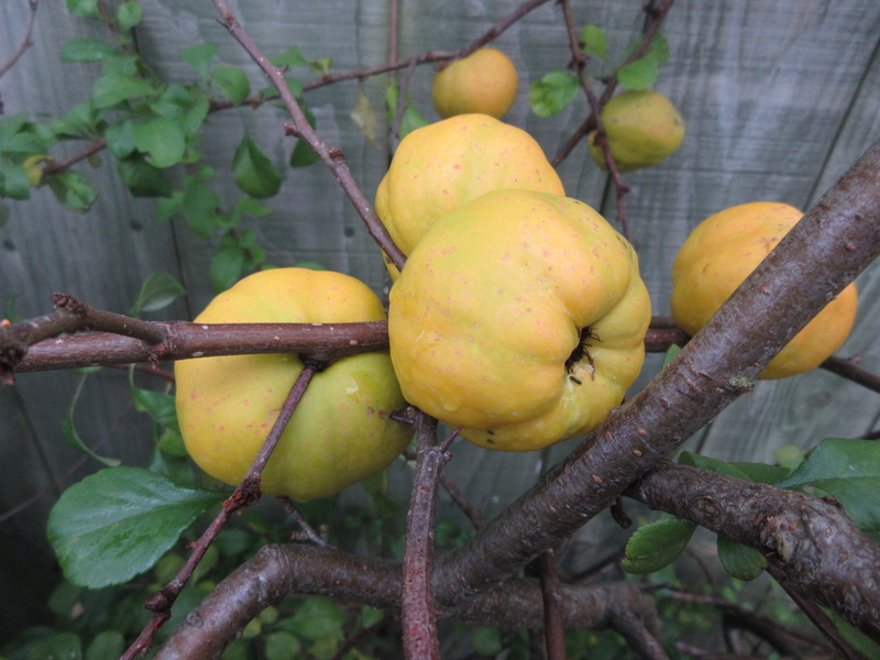 CHAENOMELES  XXX 12-10-2021 16-25-31.JPG