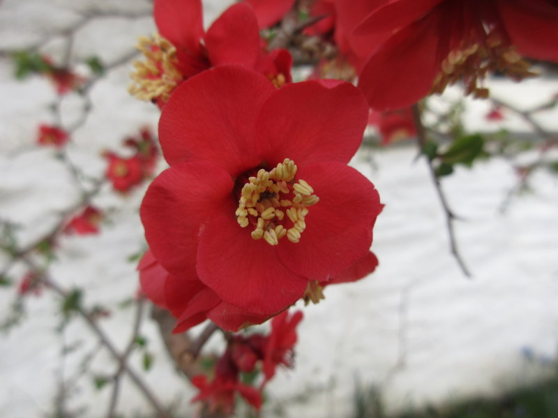 CHAENOMELES  XXX 13-03-2023 16-04-53.JPG