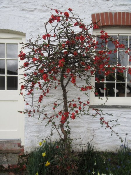 CHAENOMELES  XXX 13-03-2023 16-05-18.JPG