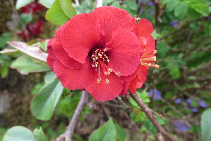 CHAENOMELES  XXX 23-05-2015 13-36-10.JPG