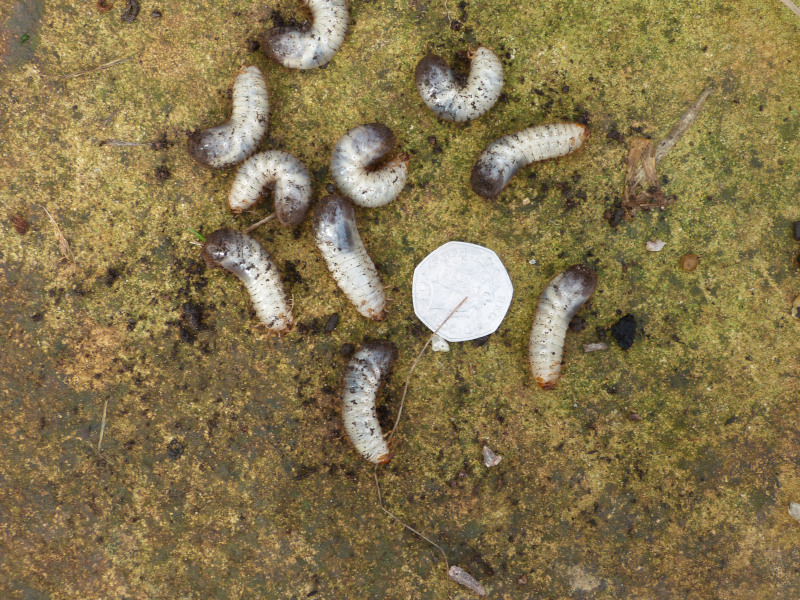 Chafer grubs 2.JPG