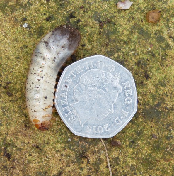 Chafer grubs.JPG