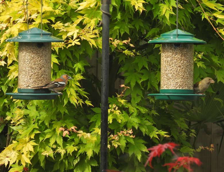 Chaff and Green 2.JPG