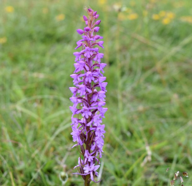 Chalk Fragrant (10).jpg