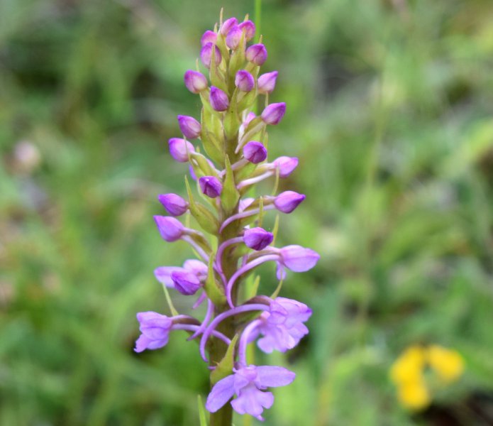 Chalk Fragrant (4).JPG