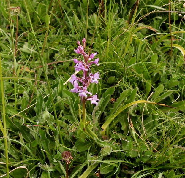 Chalk Fragrant (5).JPG