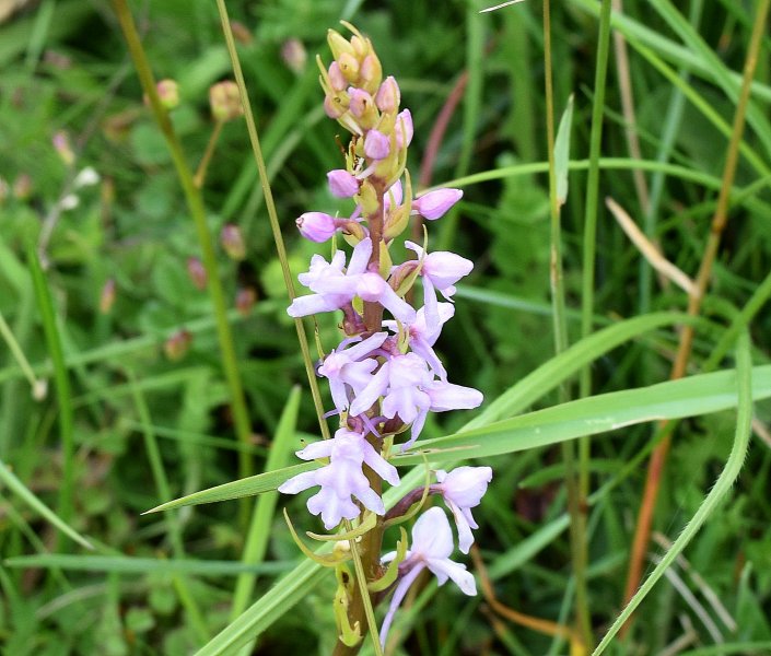 Chalk Fragrant (5).jpg