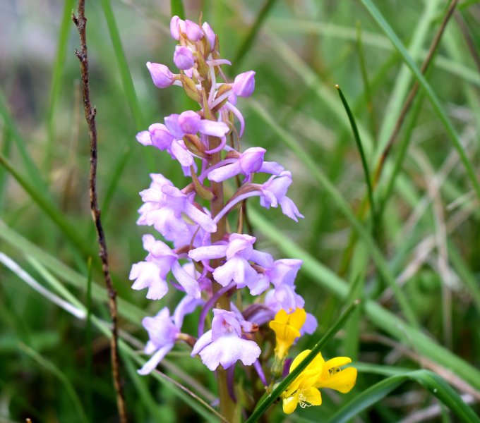 Chalk Fragrant (6).JPG