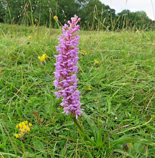 Chalk Fragrant Orchid.JPG