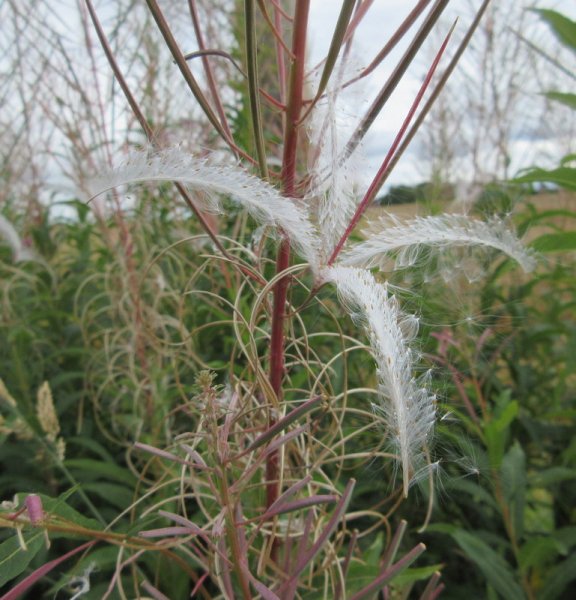CHAMAENERION  ANGUSTIFOLIUM  ROSE  BAY  WILLOWHERB 23-08-2020 11-48-49.JPG