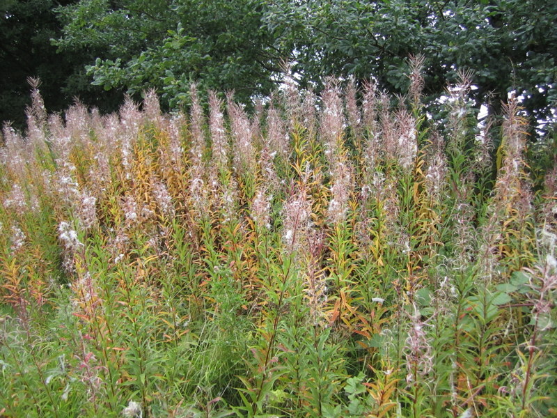 CHAMAENERION  ANGUSTIFOLIUM  ROSEBAY  WILLOWHERB 06-09-2013 17-07-04.JPG