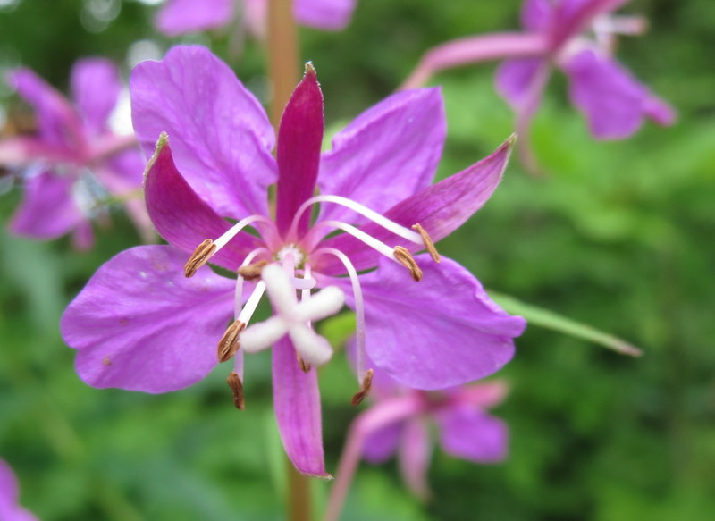 CHAMAENERION  ANGUSTIFOLIUM  ROSEBAY  WILLOWHERB 07-08-2015 12-13-03.JPG